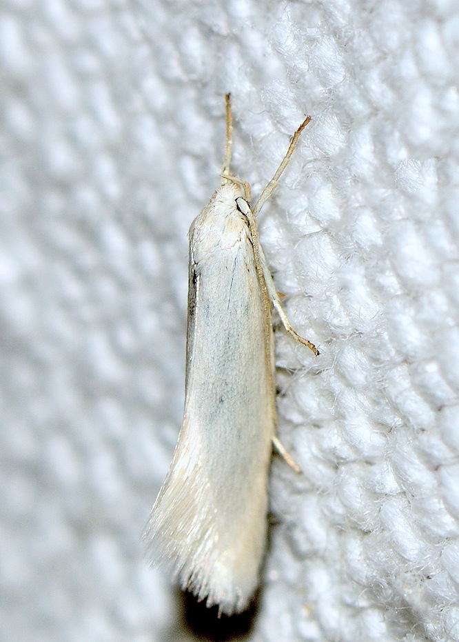 Elachistidae